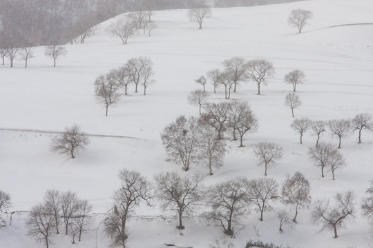 冬日雪原 暴风雪 下雪