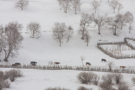 牧牛图 围栏 木栅栏 下雪
