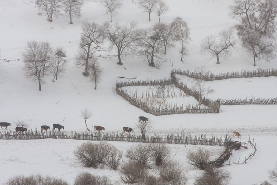 牧牛图 围栏 木栅栏 下雪