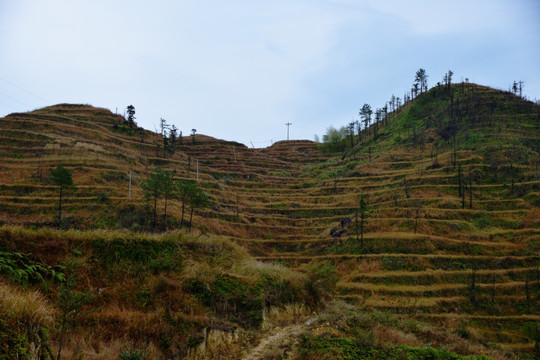 田野