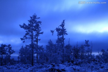 原始森林冬季夜景