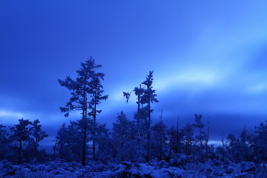 森林冬季夜景