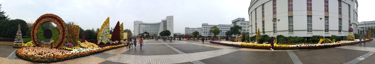 上海大学菊花花坛180全景