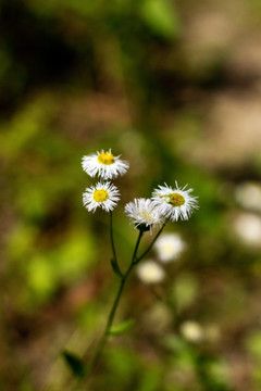 野菊花