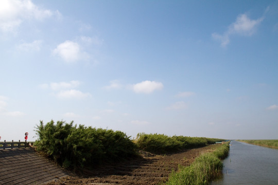 崇明东滩湿地 蓝天 自然 户外