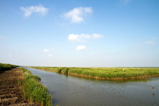 崇明东滩湿地 蓝天 自然 户外