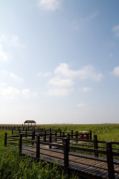 崇明东滩湿地 蓝天 自然 户外