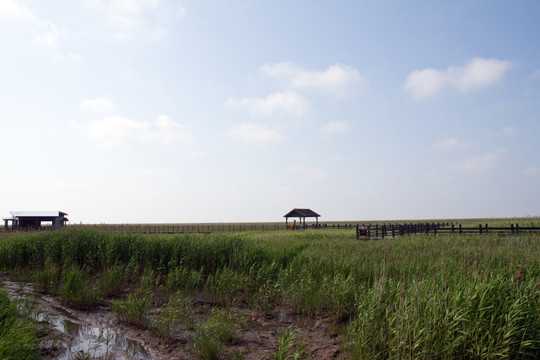 崇明东滩湿地 蓝天 自然 户外