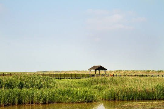 崇明东滩湿地 蓝天 自然 户外
