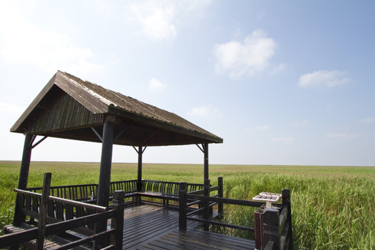 崇明东滩湿地 蓝天 自然 户外