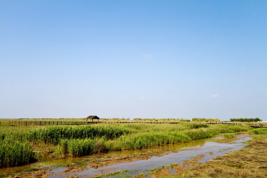 崇明东滩湿地 蓝天 自然 户外