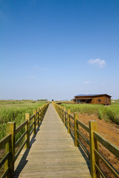 崇明东滩湿地 蓝天 自然 户外