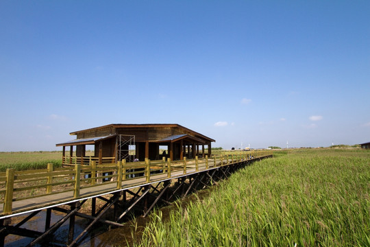 崇明东滩湿地 蓝天 自然 户外