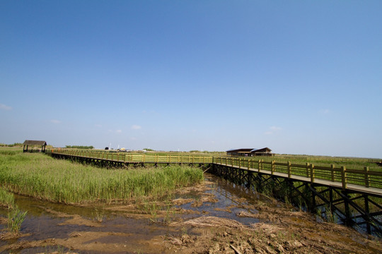 崇明东滩湿地 蓝天 自然 户外