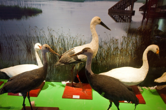 崇明东滩湿地公园 鸟类 标本