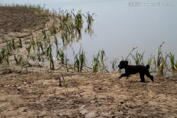 泰迪犬 狗 黑色 户外 池塘