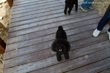 泰迪犬 狗 黑色 户外 宠物犬