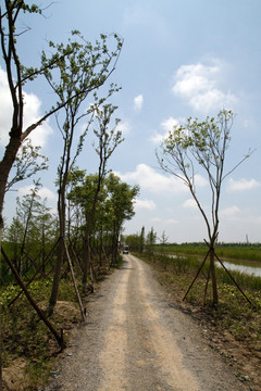 崇明东滩湿地公园 蓝天 道路