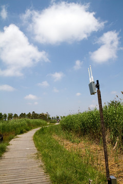 崇明东滩湿地公园 蓝天 道路