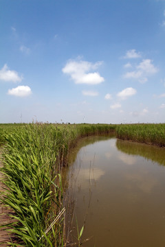 崇明东滩湿地公园 蓝天 河道