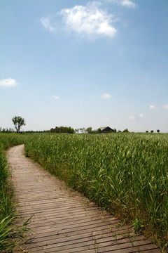 崇明东滩湿地公园 蓝天 道路