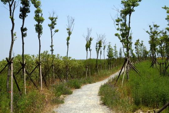 崇明东滩湿地公园