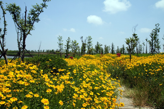 崇明东滩湿地公园 蓝天 道路