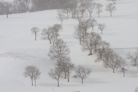 冬日雪原 暴风雪 下雪