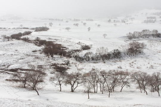 冬日雪原 暴风雪 下雪