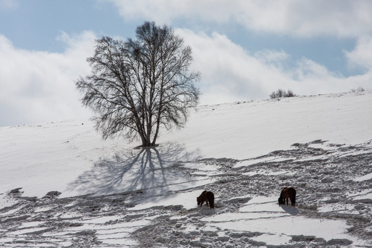 冬日雪原 马群 白桦树 山坡