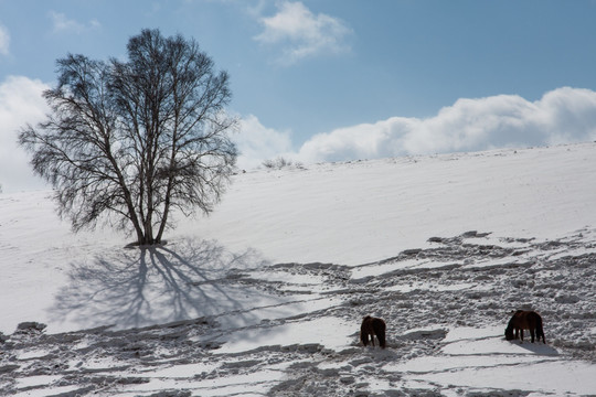 冬日雪原 马群 白桦树 山坡