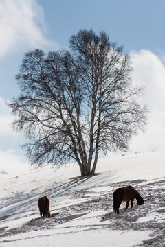 冬日雪原 两匹马 白桦林 山坡