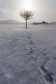 冬日雪原 暴风雪 太阳 小树