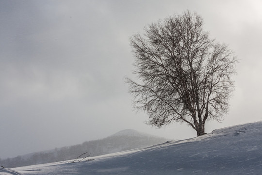冬日雪原 暴风雪 白桦树 丘陵