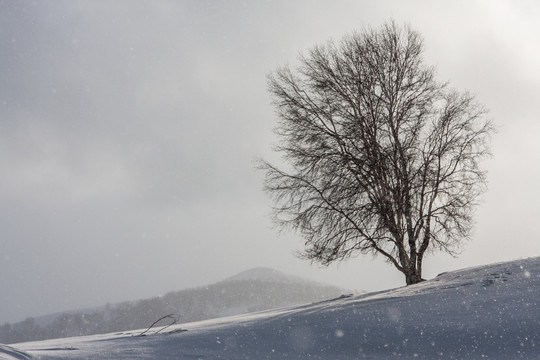 冬日雪原 暴风雪 白桦树 丘陵