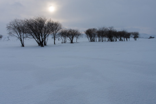 冬日雪原 小树 太阳 逆光