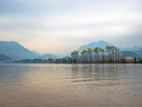 湖边 大树