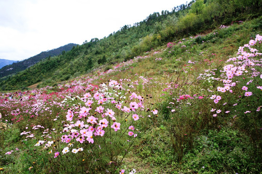 格桑花