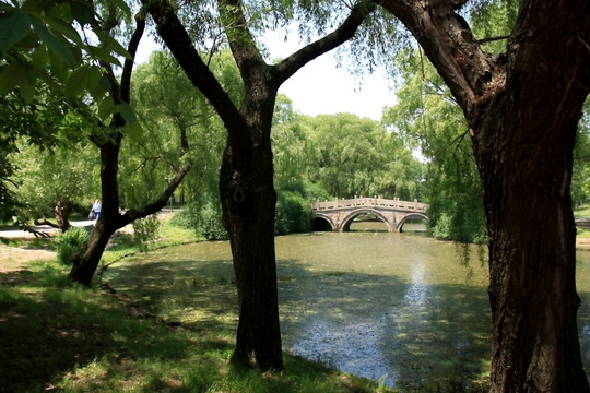 上海共青公园 桥梁 石桥 池塘