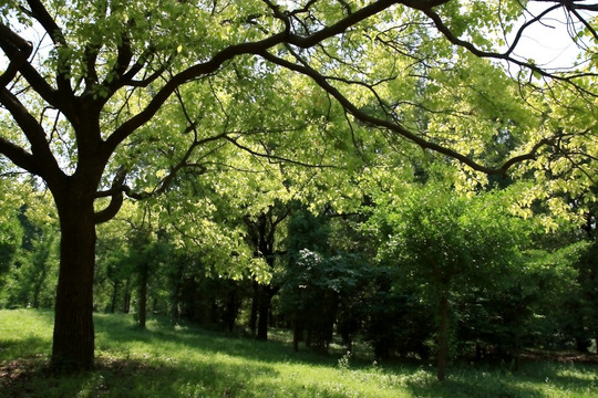 上海共青公园 园林 草坪 树木