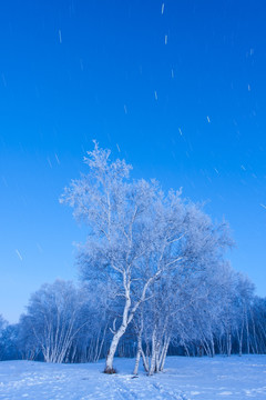 雪原晨曦 白桦林 冷调 星轨