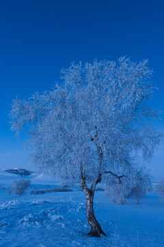 雪原晨曦 白桦林 冷调 竖片