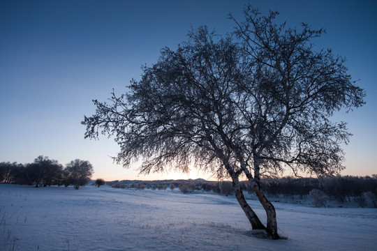 雪原日出 雾凇 白桦树 蓝天