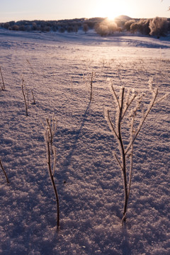 雪原日出 雾凇 小草 星芒