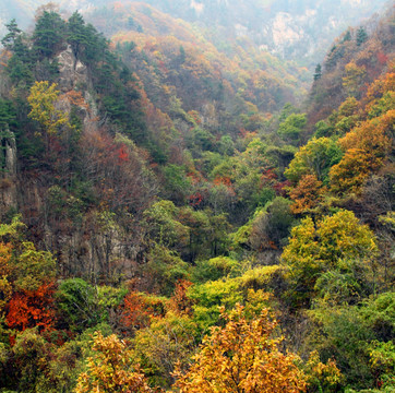 五彩斑斓地伏牛山老界岭秋景