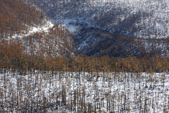 林海雪原