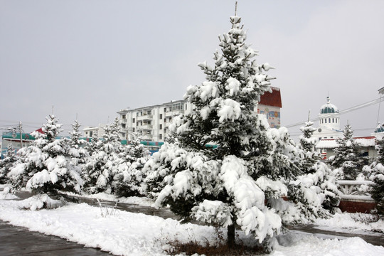 林业局 北方大雪