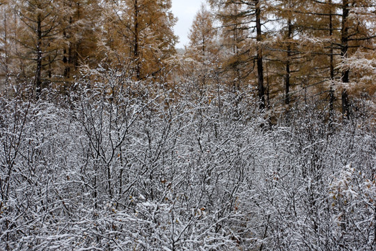 秋景 秋天的雪