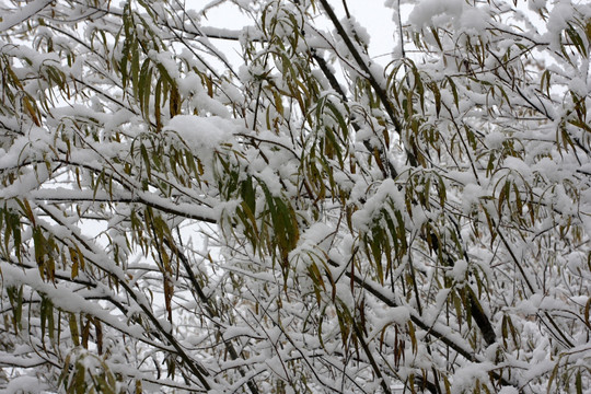 枝叶 雪