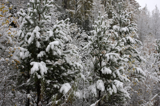 雪景